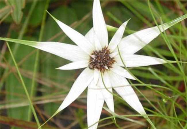 imagem da flor Capim Branco